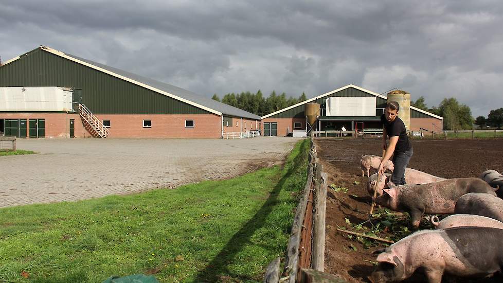 Rico Radstake harkt de stukken duizendknoop naar het midden van de modderweide om te voorkomen dat het zich eventueel net buiten de wei uitzaait. Zo te zien zijn de paar varkens die Stegink buiten houdt, er blij mee. Of de duizendknoop geschikt zal zijn v