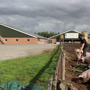 Rico Radstake harkt de stukken duizendknoop naar het midden van de modderweide om te voorkomen dat het zich eventueel net buiten de wei uitzaait. Zo te zien zijn de paar varkens die Stegink buiten houdt, er blij mee. Of de duizendknoop geschikt zal zijn v