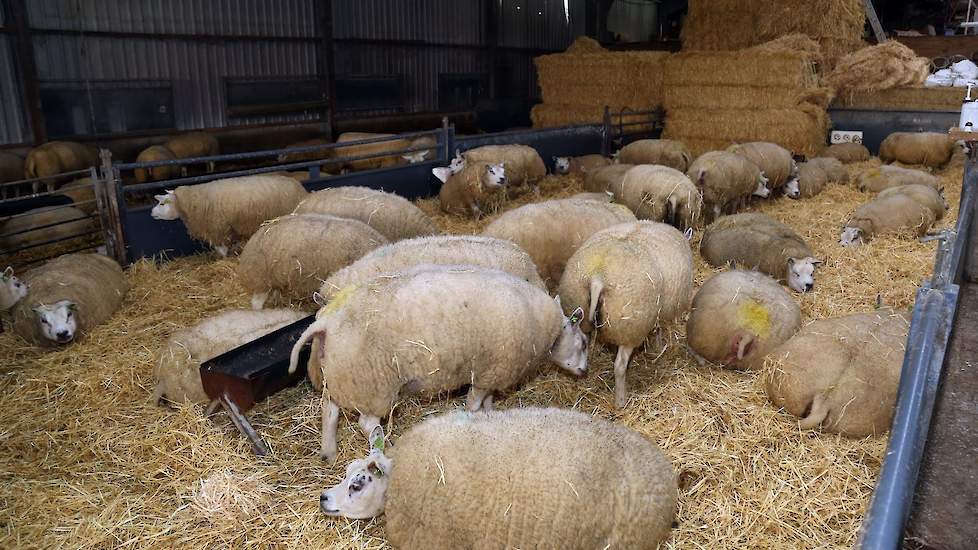 De ooien die komende week gaan lammeren, zitten bij elkaar. De lammeren die geboren worden, gaan over een maand naar buiten als er voldoende gras staat, verwacht Van Aken.