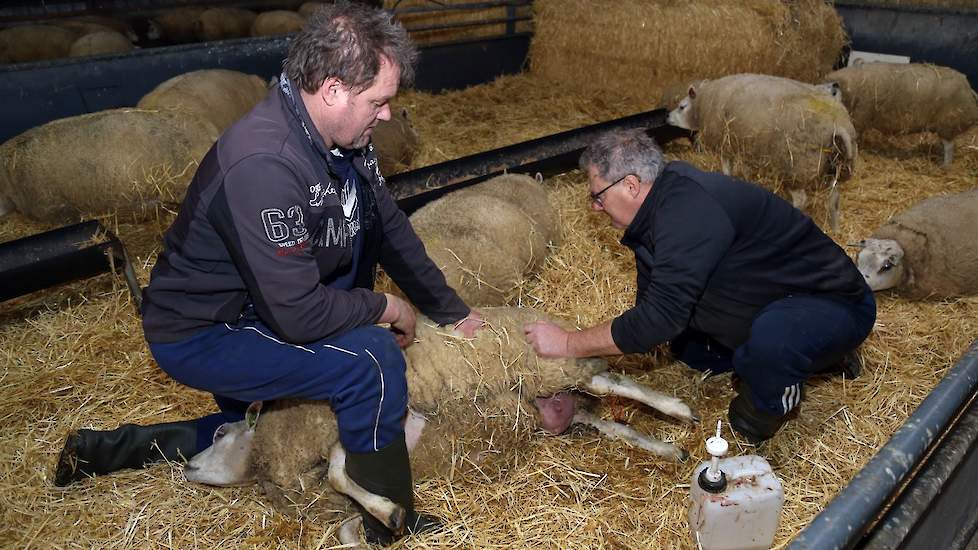 Martin (rechts) voelt bij de ooi naar de vordering van de ontsluiting en of het lam goed ligt. De ontsluiting is voldoende en de broers besluiten het lam en ooi te helpen.