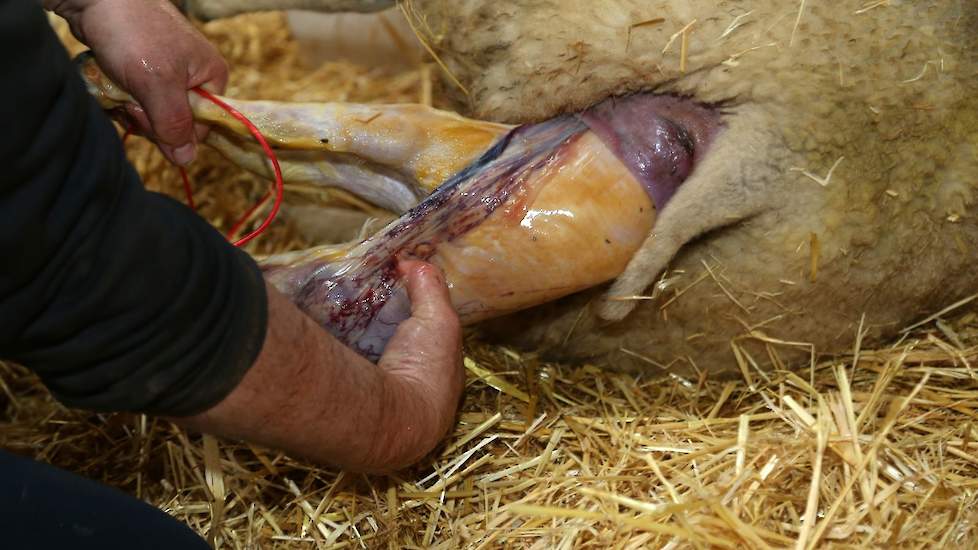 Het lam wordt probleemloos geboren. Iets waar de maatschap ook naar kijkt in de fokkerij.