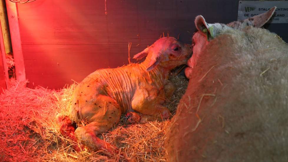 Moeder en dochter worden gesepareerd en boven het lam komt een warmte lamp. Een deel van de geboren ooilammeren blijft op het eigen bedrijf. Als vervanging voor de oudere ooien. De andere ooien zijn bestemd voor de verkoop.