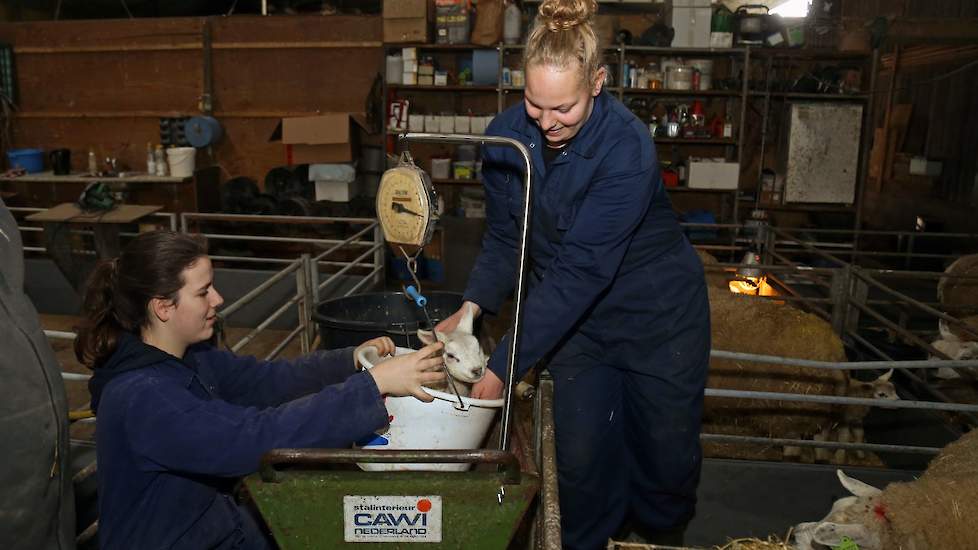 Op het bedrijf werken regelmatig stagiaires, deze dames zijn van de opleiding paraveterinair te Barneveld. Zij houden onder andere de dagelijkse groei van de lammeren bij.