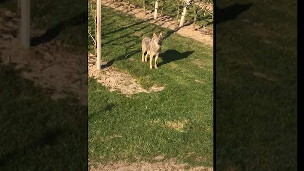 Wolf duikt op in West-Betuwe