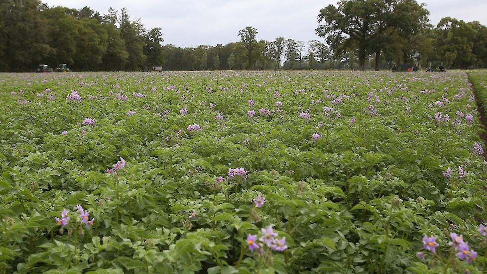 De Gelderse akkerbouwer beregent veel. Eén medewerker is dagelijks bezig met de drie tot vier haspels die in bedrijf zijn. De natuur is echter niet te evenaren: „Na de regen van vorige week zag je het gewas pas goed herstellen."