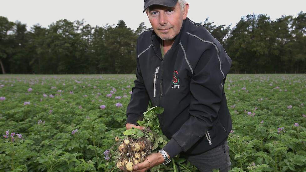 Zeven hectare per dag, dat haalt Westerveld met zijn twee selectiewagens. Met een man of vier, vijf werken ze hier nu voor de tweede keer door het gewas. „Op sommige percelen zijn we al drie keer geweest."