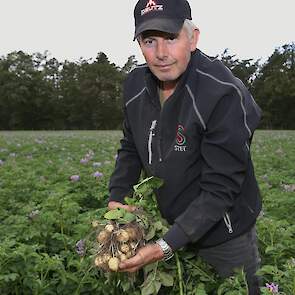 Zeven hectare per dag, dat haalt Westerveld met zijn twee selectiewagens. Met een man of vier, vijf werken ze hier nu voor de tweede keer door het gewas. „Op sommige percelen zijn we al drie keer geweest."