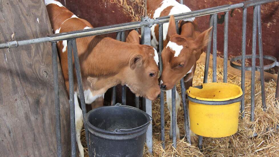 Nieuw leven op de boerderijcamping in Wilbertoord.