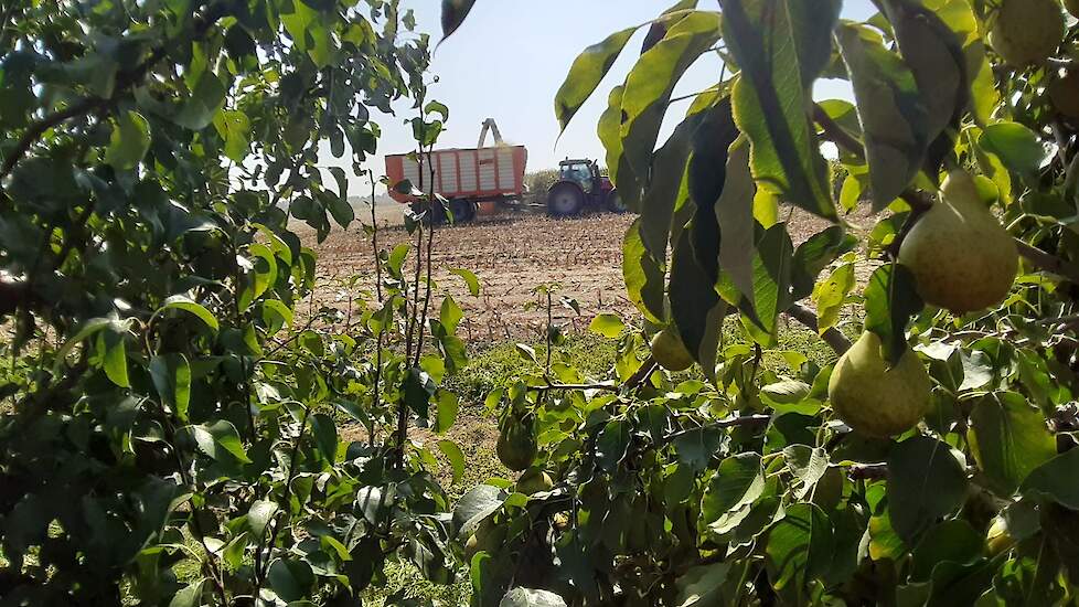 Het gepachte perceel van Jacco van Haaren uit Millingen aan de Rijn ligt tussen de perenbomen in Leuth.