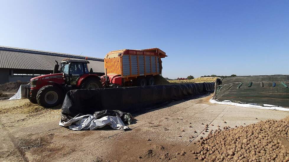 De laatste maïs gaat in de kuil bij melkveehouder Jacco van Haaren in Millingen aan de Rijn. „Ik wil de kringloop rond hebben. Zo veel mogelijk melk uit eigen voer."