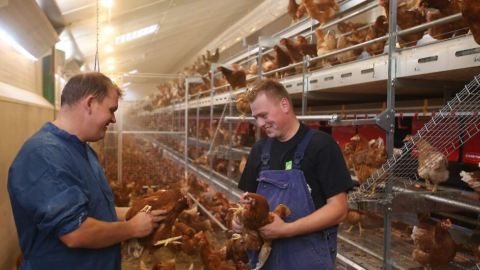 De nieuwbakken leghennenhouder Stefan Pol (25) (rechts) wordt intensief begeleidt door Henno van den Bruinhorst, verkoopleider pluimveehouderij van AgruniekRijnvallei en de vertegenwoordiger van zijn leghennenleverancier. Pol, die als niet-boerenzoon opgr