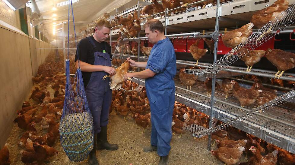 Pol koos voor het Vike 2-2500 volièresysteem van Chore Time. „Ik heb de bouw en de inrichting door Beek Montage en Beek Agri uit het nabijgelegen Wekerom laten doen. Beide bedrijven zijn van dezelfde eigenaar. Dat was makkelijk, want dan had ik één aanspr