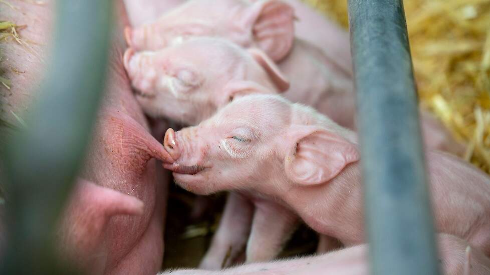 Van den Bogert heeft gemiddeld 16,5 levendgeboren biggen. Om de uitval te verlagen wil de familie naar een lager aantal geboren biggen. Als eerste stap denkt de familie aan 15,5. „Ik heb liever wat minder biggen die vitaler en sterker zijn dan meer levend