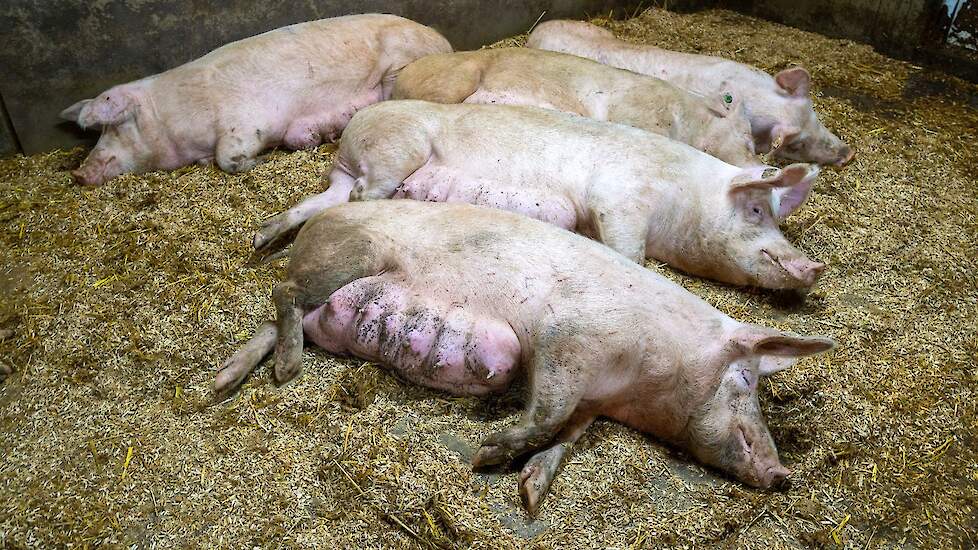 De zoons willen over een aantal jaar het bedrijf van hun gaan  overnemen. Andries en Jochem vertellen serieus over de plannen: ze willen uitbreiden naar 200 zeugen en 1.400 vleesvarkens op de huidige locatie. „Mijn ouders hebben daarom in 2018 een stuk gr