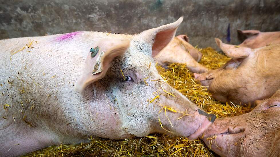 De familie heeft sinds 2004 een biologisch bedrijf. Daarvoor hielden ze een kilometer verderop een gangbare varkenshouderij met 200 zeugen. Uitbreiden op die plek was qua vergunning geen optie en daarom trokken ze naar de huidige bedrijfslocatie.