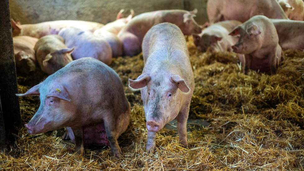 Staartbijten is ook een belangrijke factor bij de eigen aanfok. „We hebben daar nu gelukkig geen last van, maar als we een periode wel staartbijters hebben dankun je kijken of je een ander type zeug moet fokken. Staartbijters worden sowieso tijdelijk in e