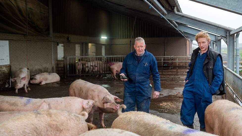 De familie maakt gebruik van oornummers met een UHF-chip. Daarmee kunnen ze bij alle varkens het resultaat monitoren: ze kunnen ze het geboortegewicht, de leeftijd, de groei en de behandelingen zien. Dat helpt ze bij het behalen van optimale resultaten.