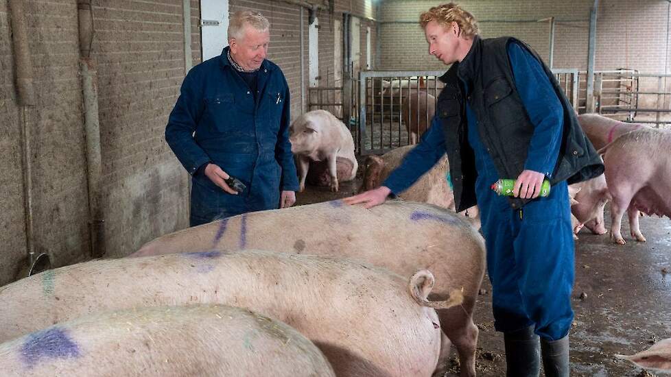 De biologische manier van varkenshouden is bij Adriaan en Jochem door hun vader met de paplepel ingegoten. „Ik ben wel blij dat mijn ouders destijds de keuze voor biologisch hebben gemaakt. Ik haal mijn werkplezier er nog elke dag uit door het denken vanu