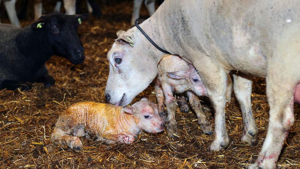 De lammetjes worden afgemest en gaan naar de slager.