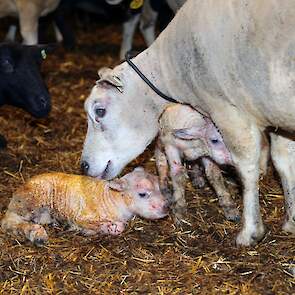 De lammetjes worden afgemest en gaan naar de slager.