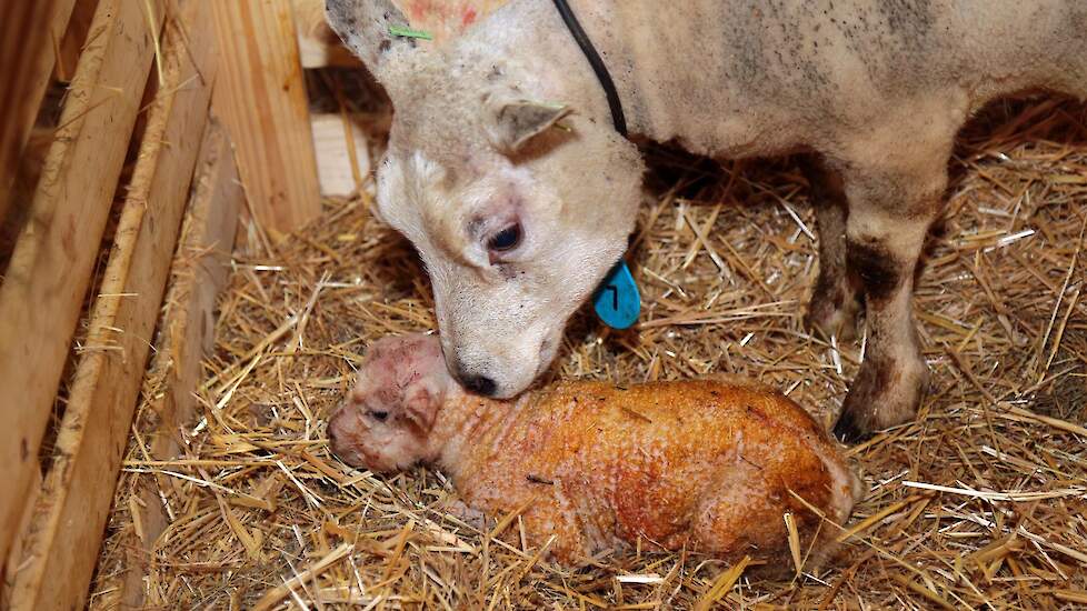 In Saasveld (OV) zit schapenhouder Mart de Vries middenin de lammertijd.