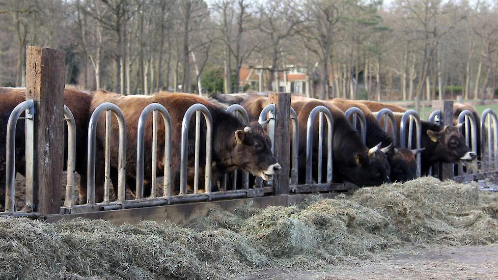 Eén groep stiertjes van Beeker.