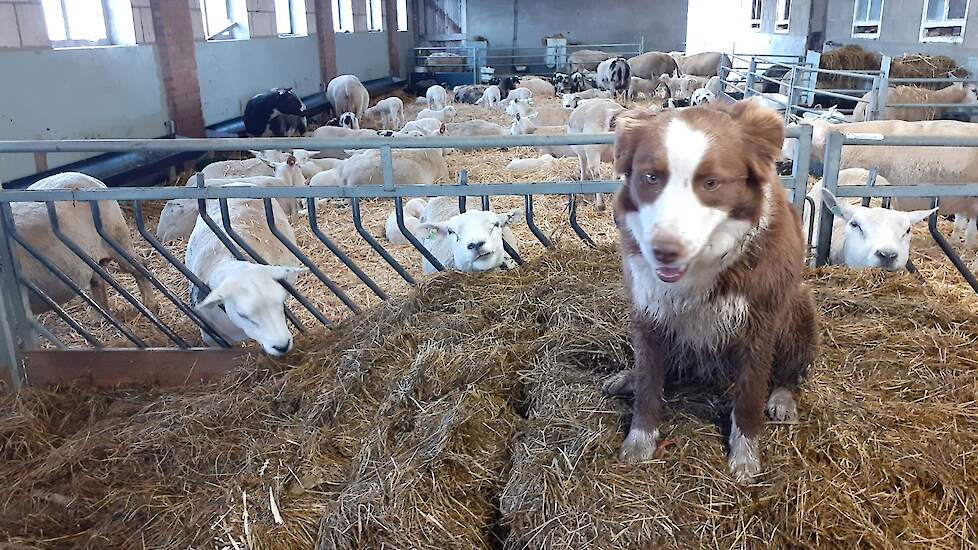 De hond van Verriet waakt over zijn kudde schapen.