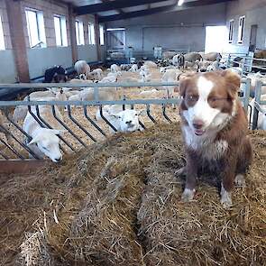 De hond van Verriet waakt over zijn kudde schapen.