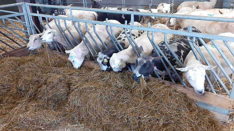 Voldoende voer voor iedere schaap.