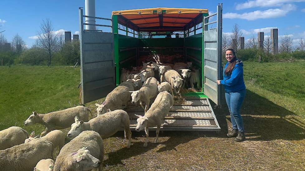 De schapen en koeien gaan de wei in! - Vivianne's vlog #4 - Vloggende jonge boeren