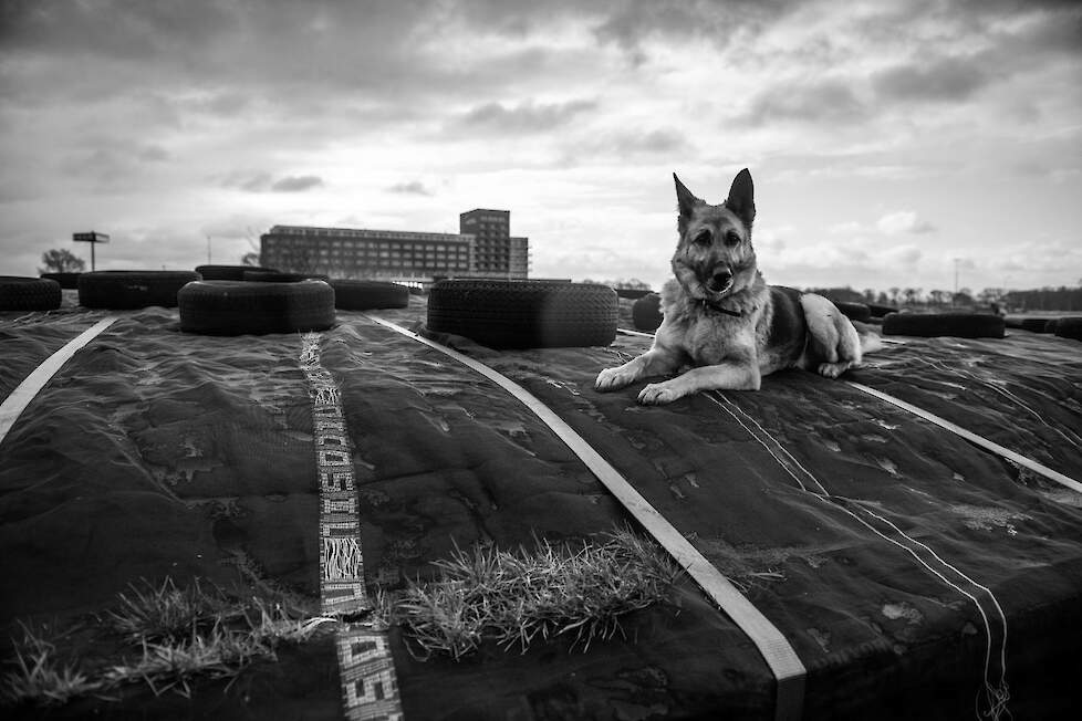 Fotograaf Ben Vulkers liep een jaar lang mee op de boerderij van de familie Klei in Zwolle-Noord.