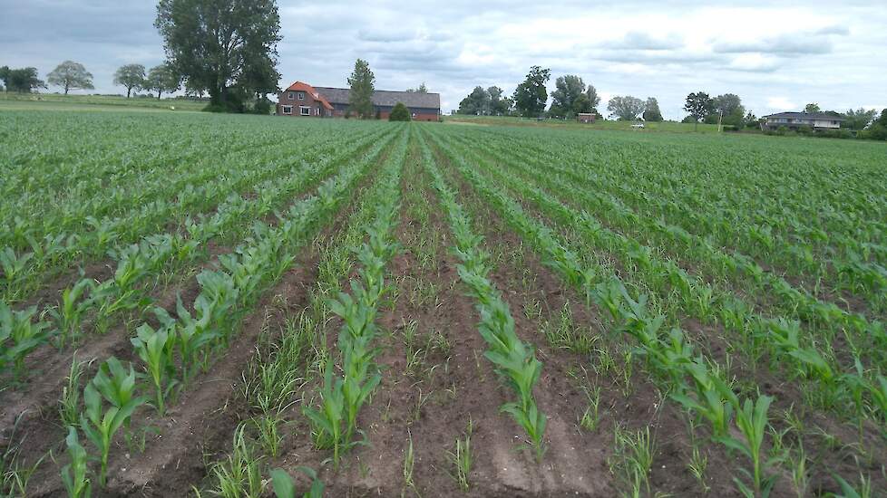 De niet-kerende grondbewerking is niet helemaal uitgepakt zoals het zou moeten. Waarschijnlijk stond de frees niet diep genoeg afgesteld waardoor de groenbemester weer de kop op steekt. Bij de maïs op ruggen staat de groenbemester wel tussen de ruggen maa