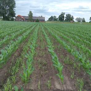 De niet-kerende grondbewerking is niet helemaal uitgepakt zoals het zou moeten. Waarschijnlijk stond de frees niet diep genoeg afgesteld waardoor de groenbemester weer de kop op steekt. Bij de maïs op ruggen staat de groenbemester wel tussen de ruggen maa