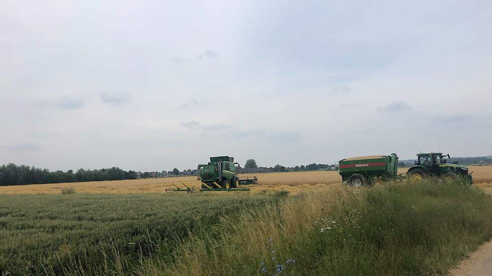 Het gele gerst geeft een flink contrast met het naastgelegen groene tarweperceel.