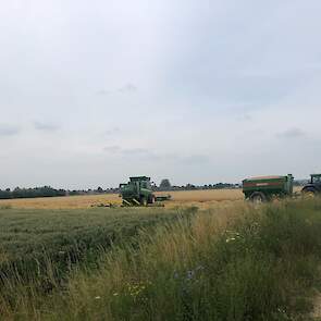 Het gele gerst geeft een flink contrast met het naastgelegen groene tarweperceel.