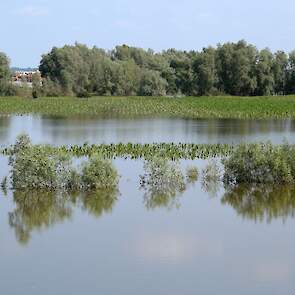 Water in de uiterwaarden van de Waal.