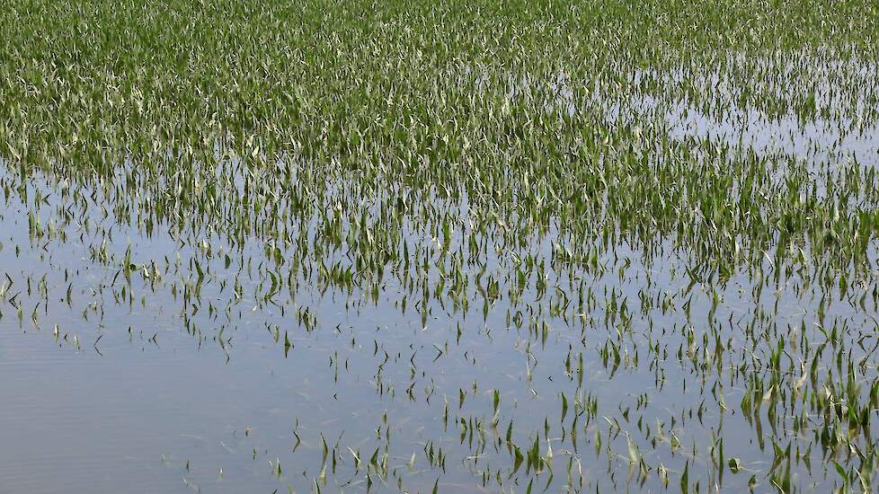 De hoogteverschillen in het perceel komen ook door de rivier. Dat is nu goed te zien door het water.