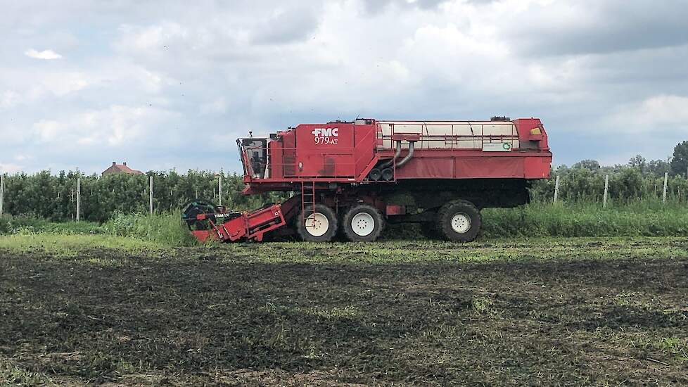 De tuinbonenoogst gaat door het hele land dag en nacht door, de chauffeurs worden na 12 uur afgewisseld.