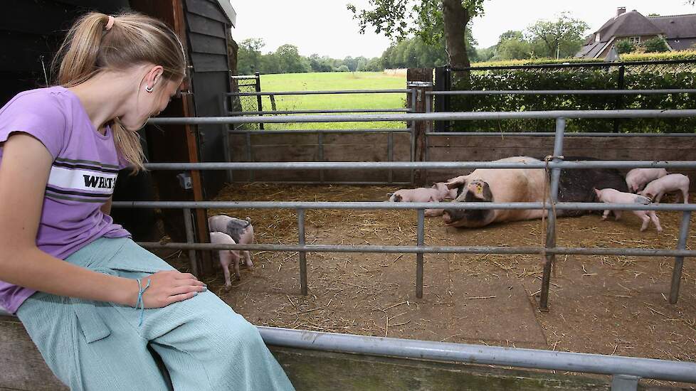 Elke vijf weken wordt er een zeug met biggen van de boerderij naar het dierverblijf op de speel- en beleefboerderij gebracht.