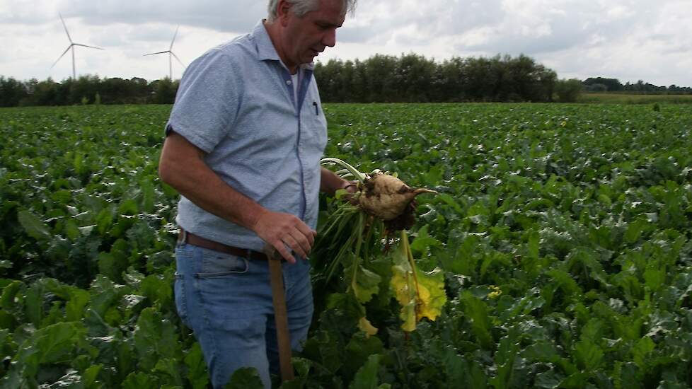 Een mooie biet op het stuk  dat in een gang gerotord en gewoeld is waarna gele mosterd als groenbemester erop gezaaid is. Het blad oogt nog steeds mooi fris.