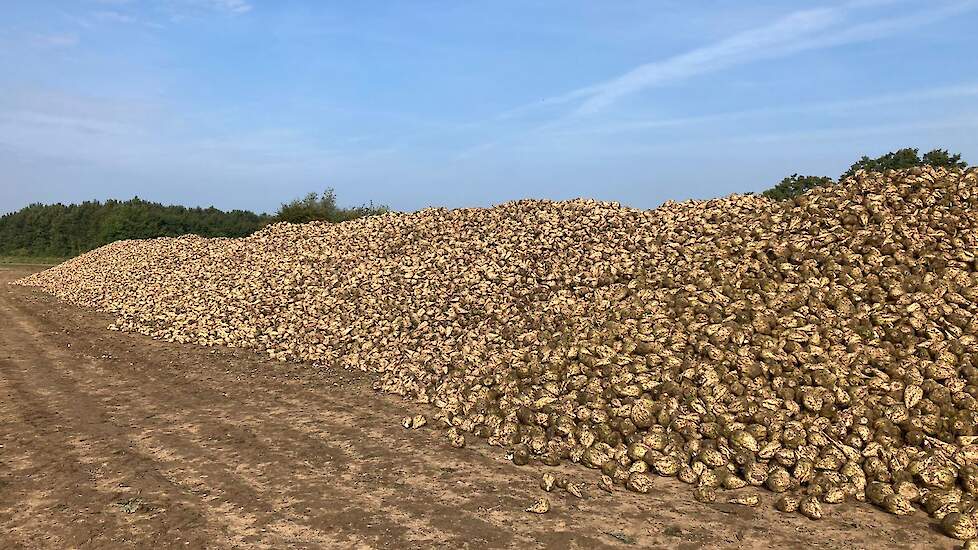 De bieten wachten op transport. Bij het rooien nam het team monsters om de kwaliteit van de bieten te bepalen. Het IRS doet deze bepaling. Zakken van ongeveer 15 kilo gaan naar het lab. Onder het rooien bepaalde de rooier de opbrengsten van de bieten per