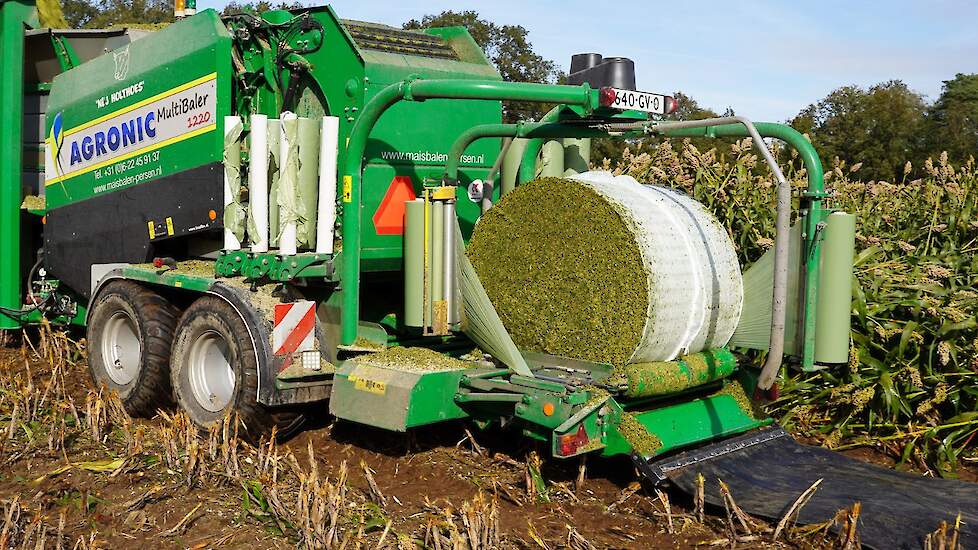 Elshoff kiest ervoor om de sorghum in balen te persen, maar het gewas kan ook gewoon worden ingekuild.