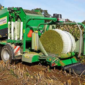 Elshoff kiest ervoor om de sorghum in balen te persen, maar het gewas kan ook gewoon worden ingekuild.