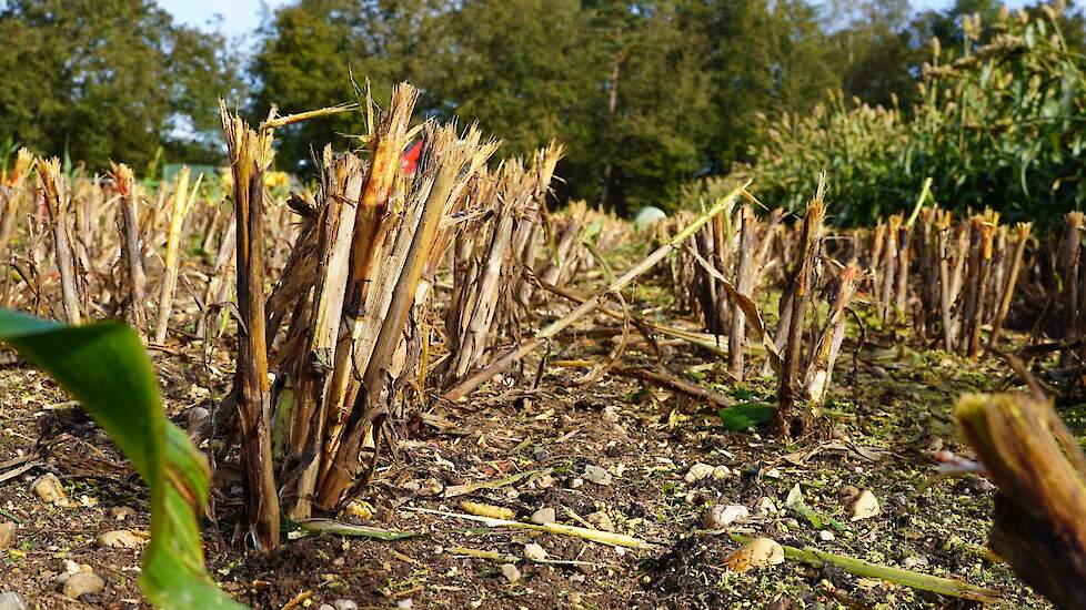 De sorghum gedijt goed op zeer droge grond, zoals hier op zandgrond (met stenen) in Montferland.