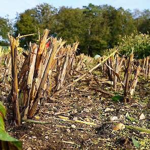 De sorghum gedijt goed op zeer droge grond, zoals hier op zandgrond (met stenen) in Montferland.