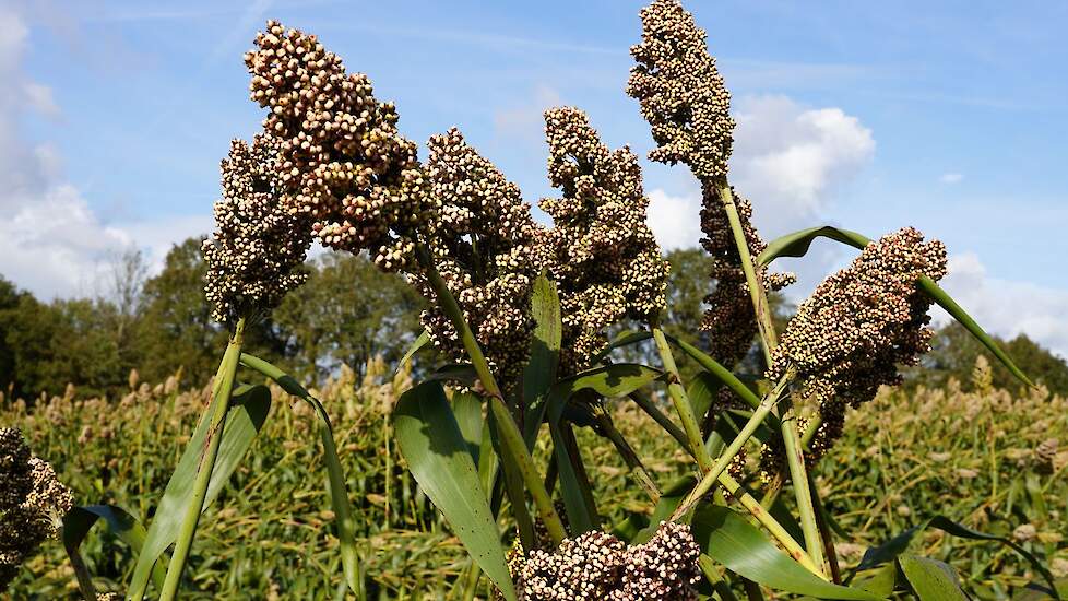 Sorghum is een zeer gezond gewas. Ziekten komen er niet in voor. De onkruidbestrijding is wel een uitdaging, met name omdat er maar zeer weinig middelen toegelaten zijn in deze teelt.