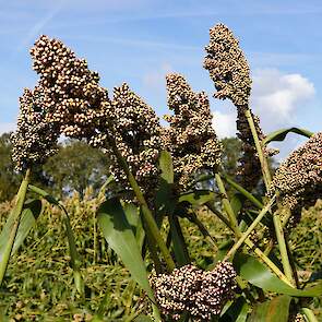 Sorghum is een zeer gezond gewas. Ziekten komen er niet in voor. De onkruidbestrijding is wel een uitdaging, met name omdat er maar zeer weinig middelen toegelaten zijn in deze teelt.