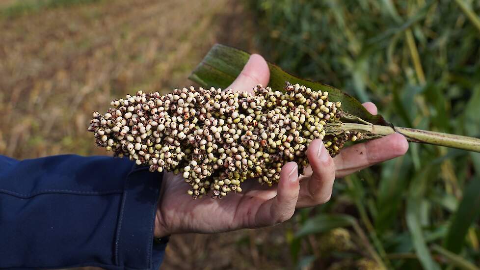 Sorghum bevat ongeveer 28 procent drogestof. Daarmee is het iets vochtiger dan mais. Bij een goed afgerijpt gewas zijn alle korrels wit van kleur.