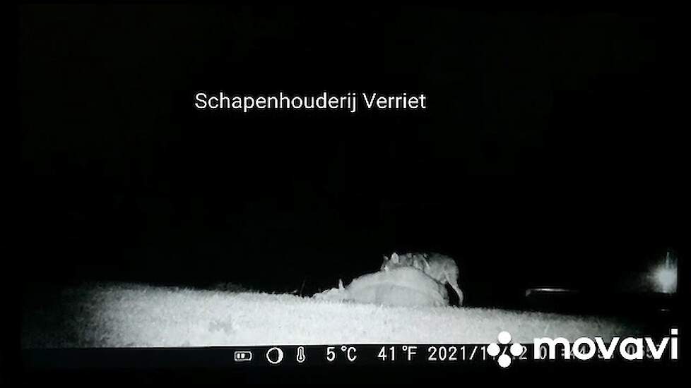 Wolf pakt schaap in Ooij