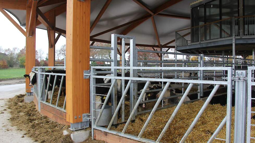 De nieuwe ronde stal is niet meer dan een overkapping. „Omdat we circulair willen bouwen wordt voor de constructie geen staal gebruikt, maar hout.” Erik Back: „In de vloer komt een waterleiding voor het koelen van de stal. Als de mest van de potstal koel